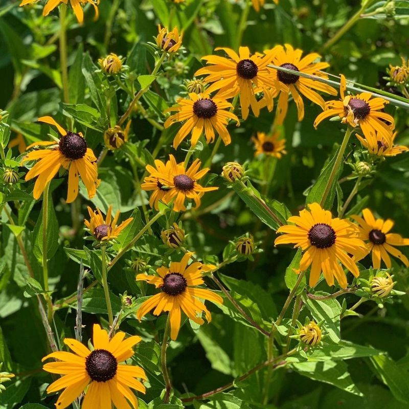 Black-Eyed Susan (Rudbeckia hirta)