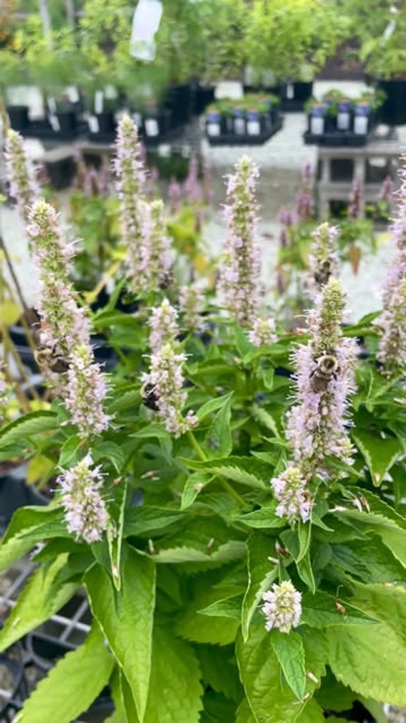 Anise Hyssop