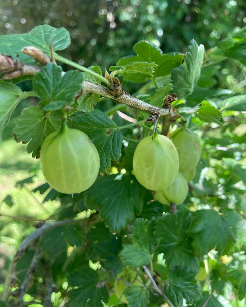Gooseberries