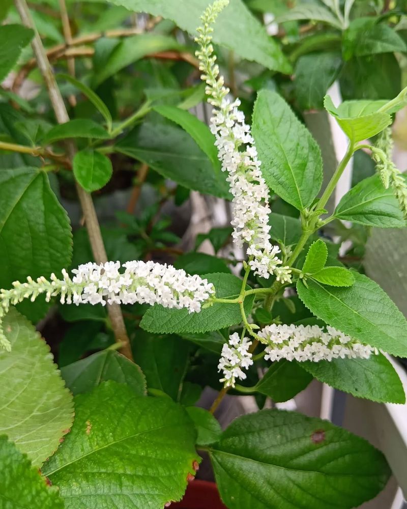 Sweet Almond Bush (Aloysia virgata)