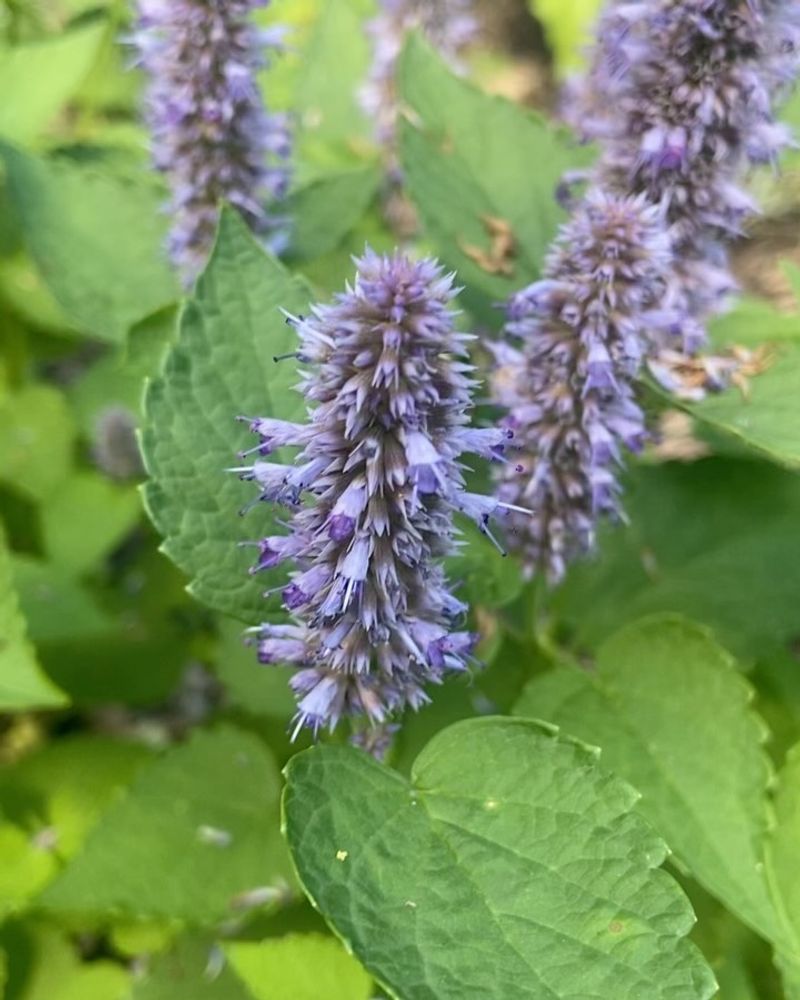 Anise Hyssop's Aromatic Appeal