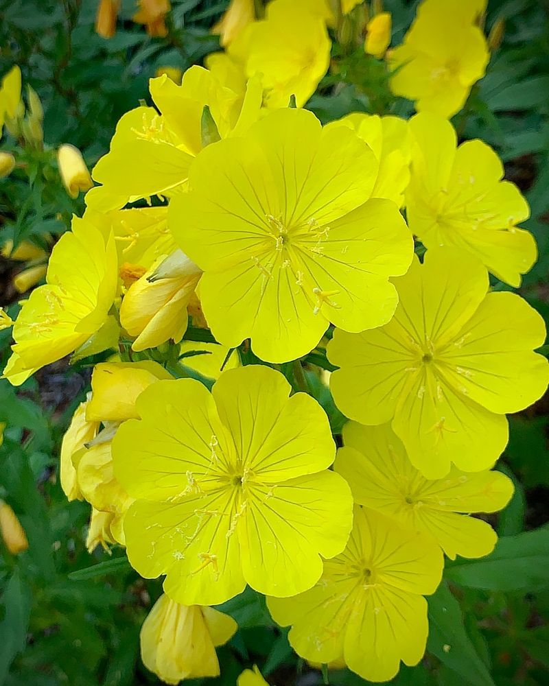 Common Sundrops