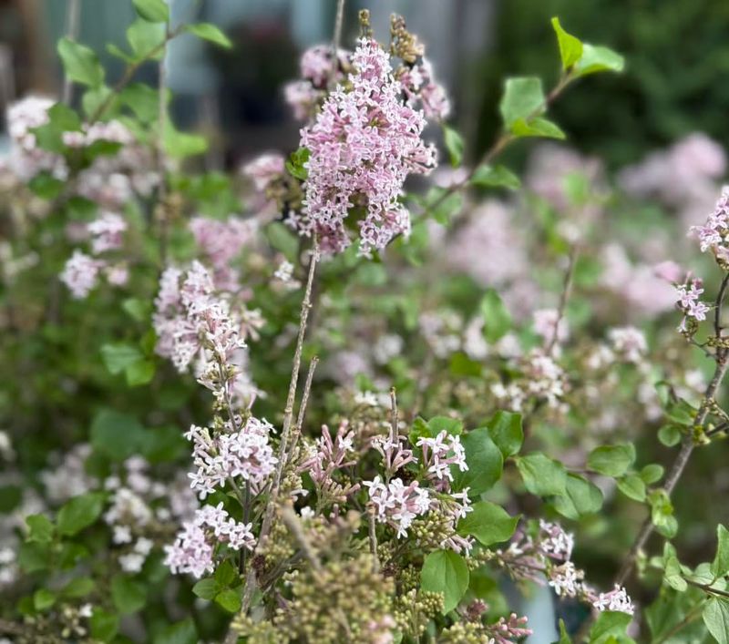 Dwarf Korean Lilac