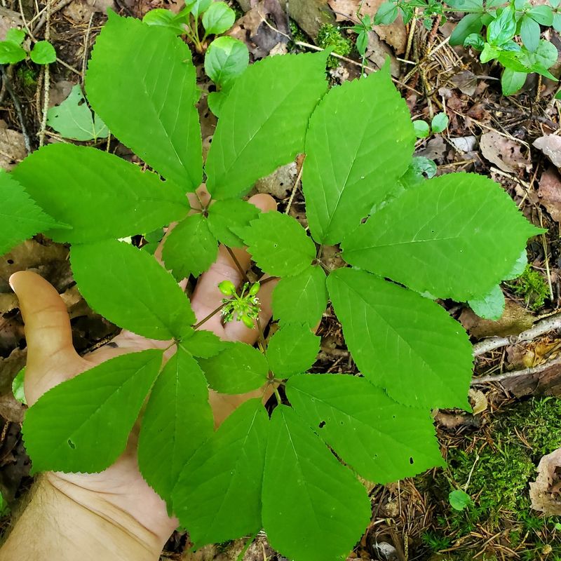 Partridgeberry (Mitchella repens)