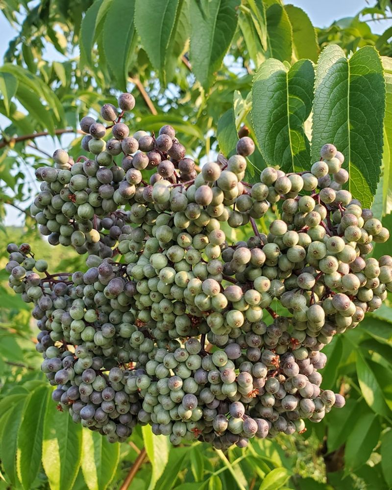 Elderberry: Medicine And Dessert Combined