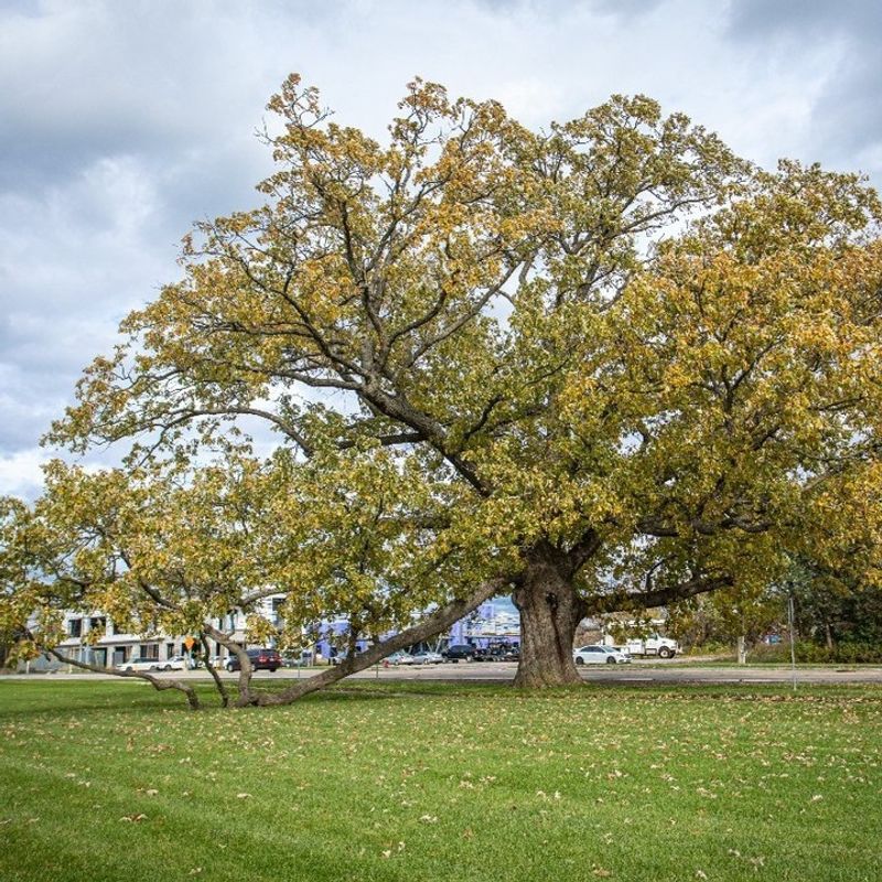 Established Oak Trees