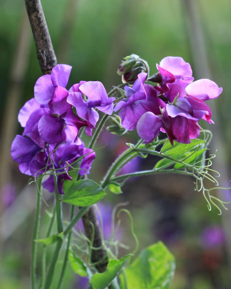 Sweet Peas
