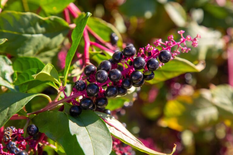 pokeweed