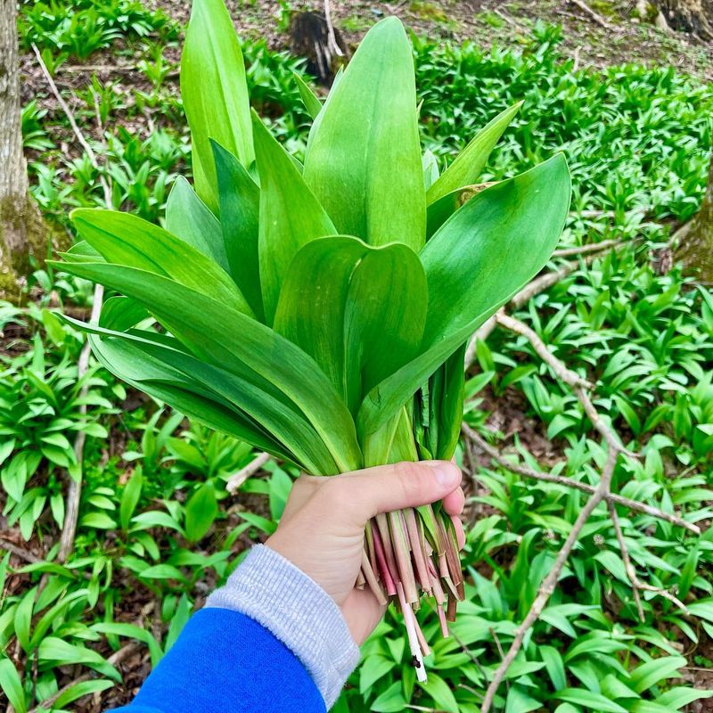 Ramps: Spring's First Green Gift