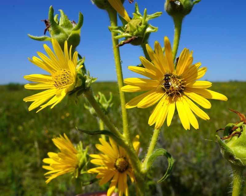 Compass Plant (Silphium laciniatum)