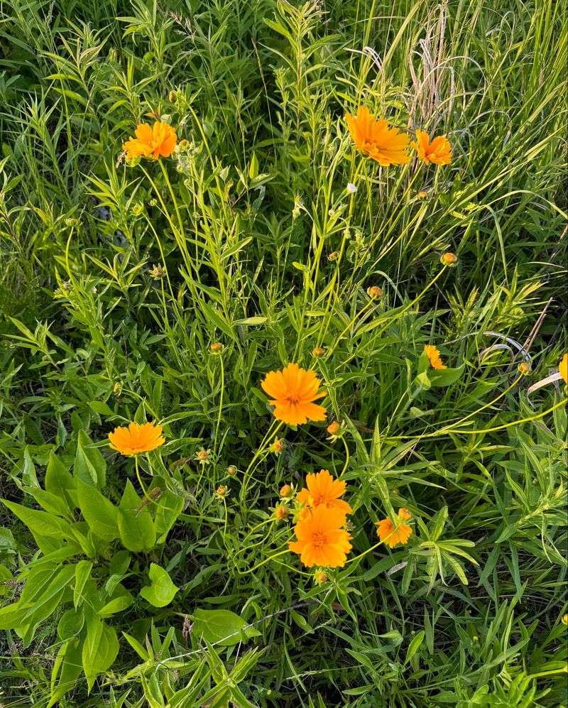 Prairie Coreopsis