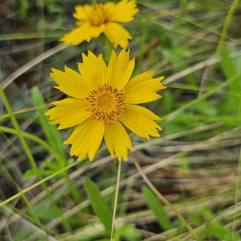 Lance-Leaved Coreopsis's Golden Coins