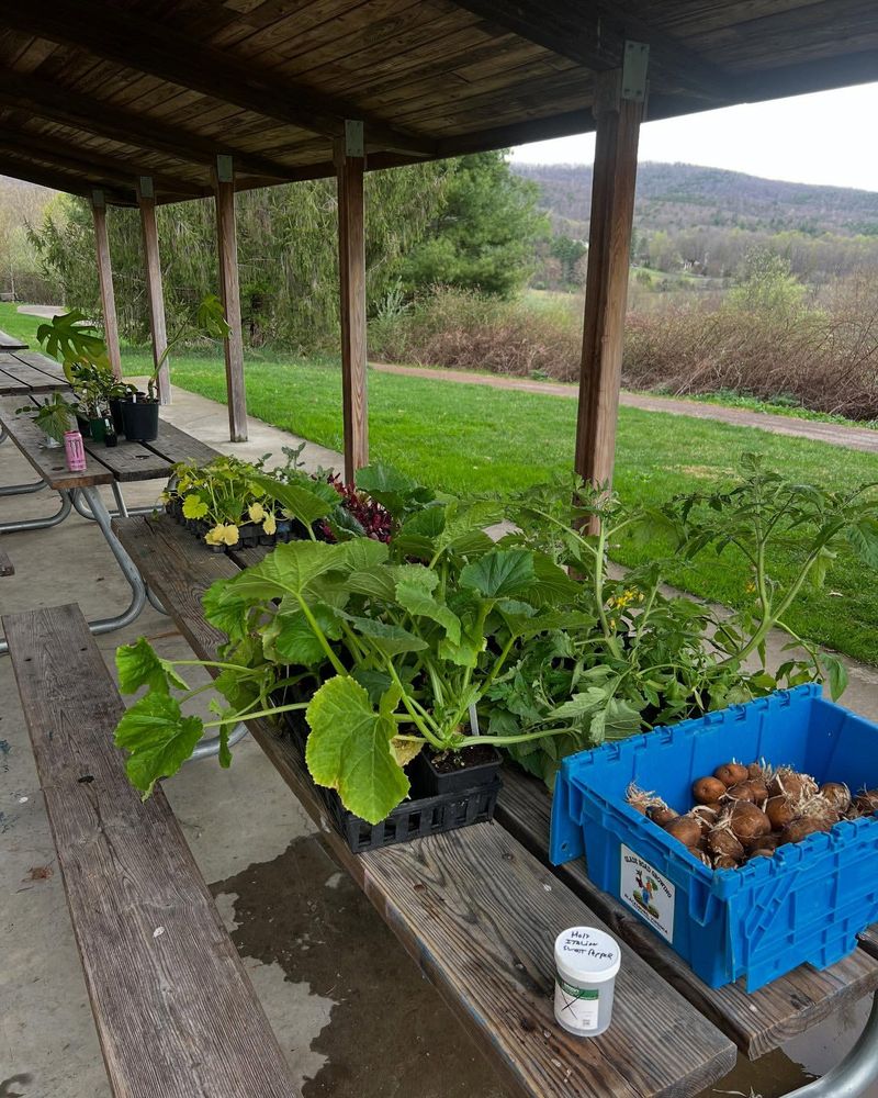 Seed Swaps Build Gardens For Pennies