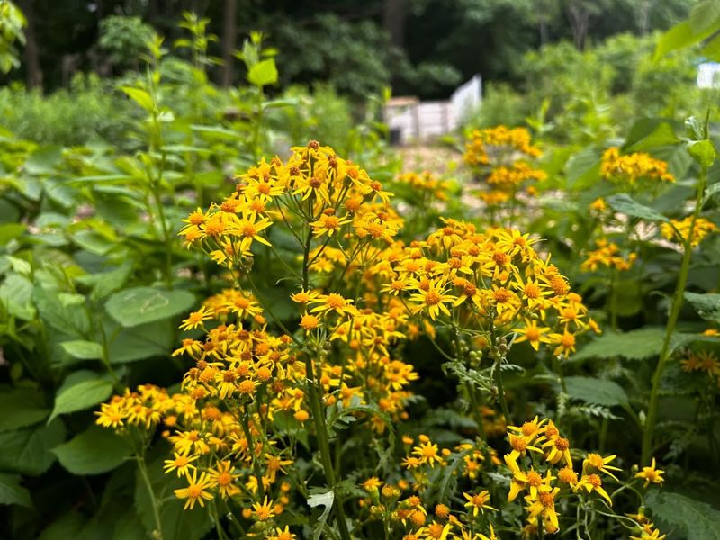 Golden Ragwort (Packera aurea)
