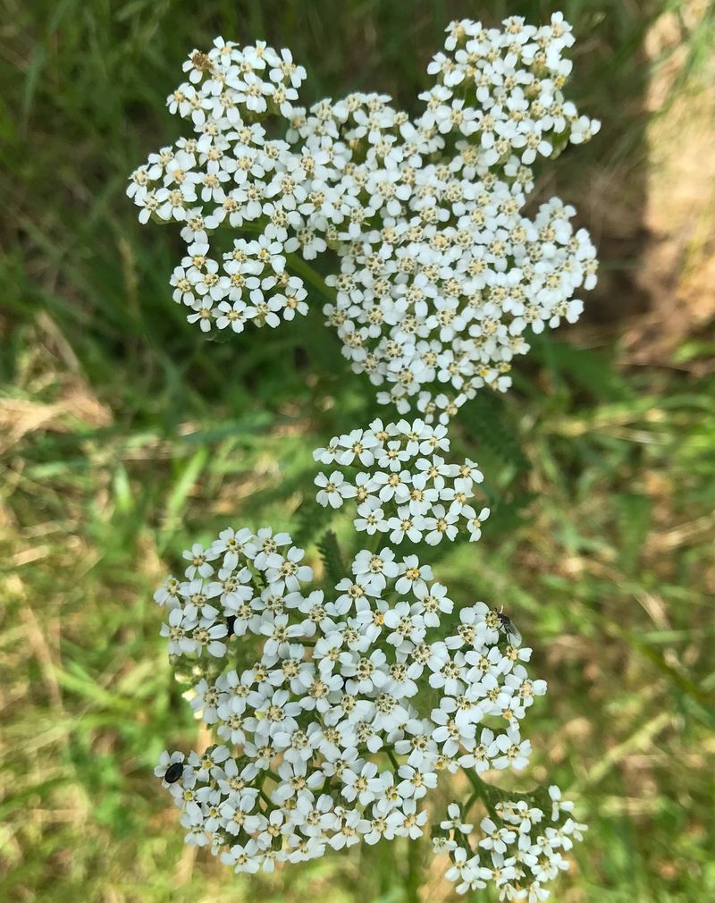 Yarrow