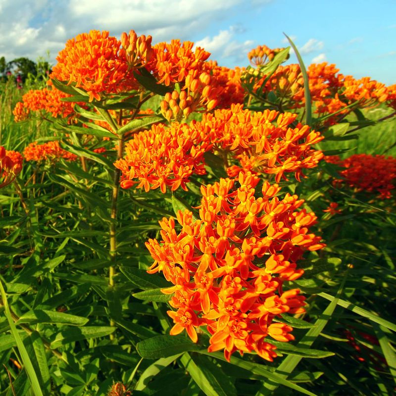 Butterfly Weed's Fiery Orange Appeal