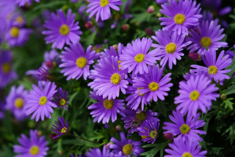 native asters