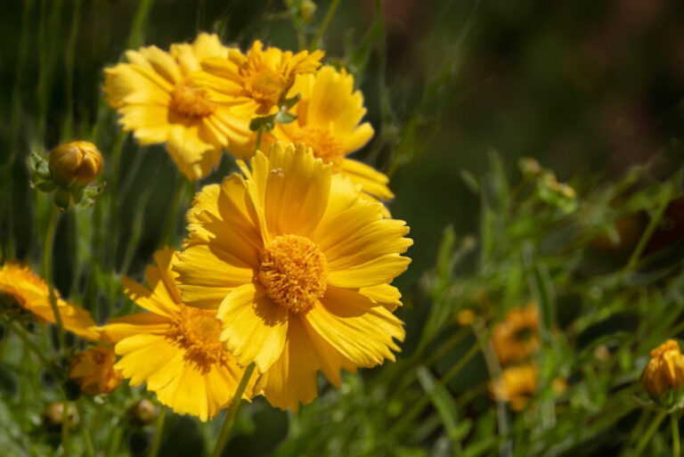 Desert Marigold (featured image)