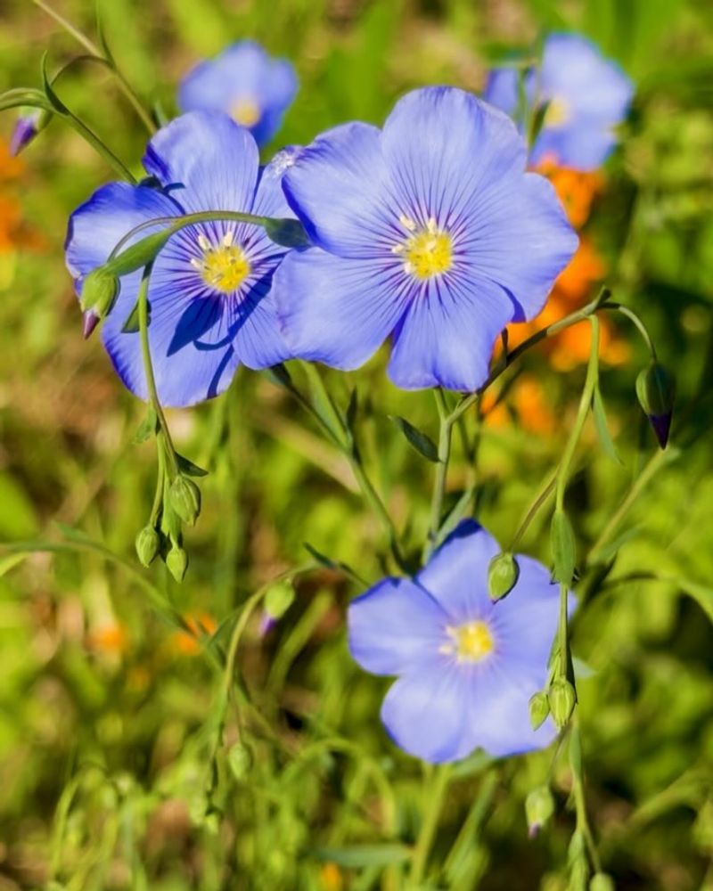 Blue Flax