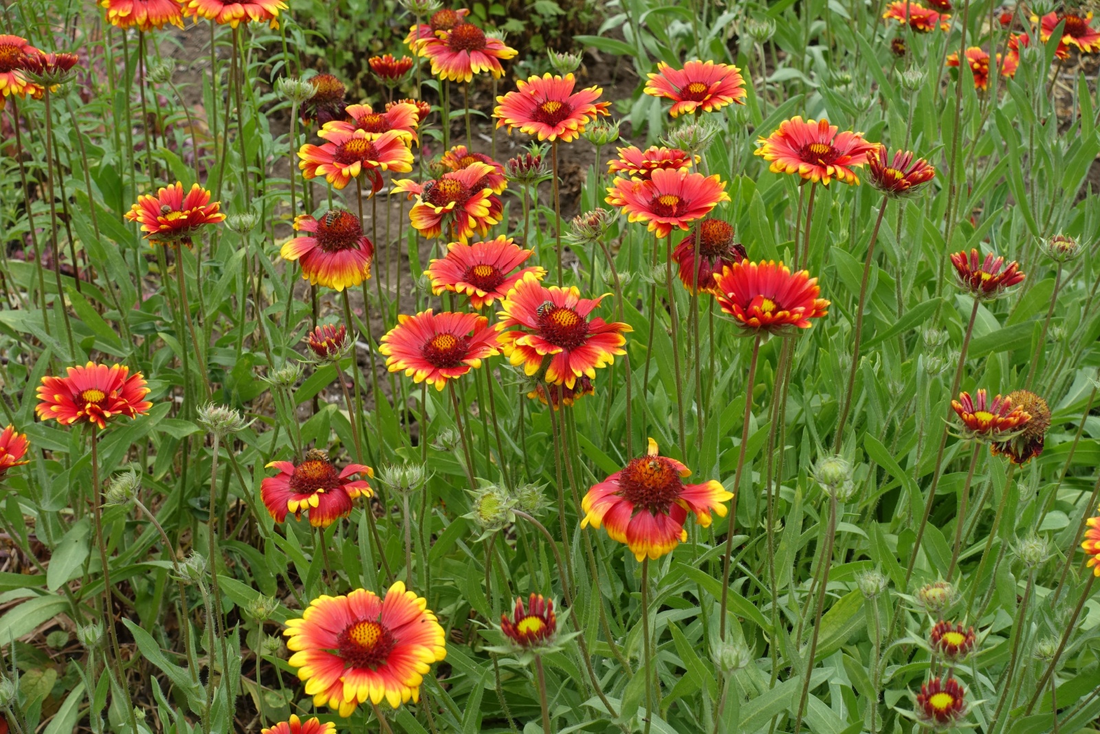 Wildflowers That Are Legal To Pick In Colorado