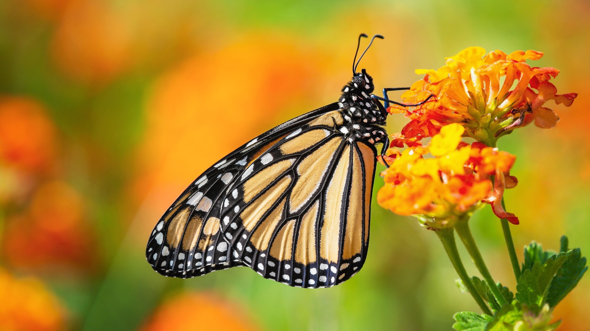 Wildflowers That Make Your Texas Garden A Butterfly Magnet