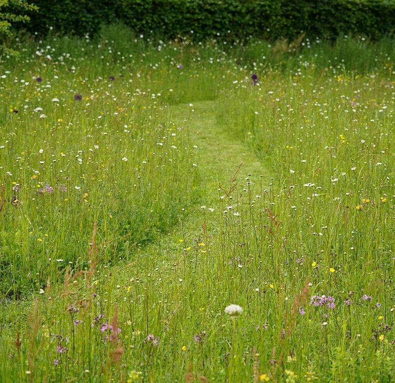 Native Wildflower Emergence