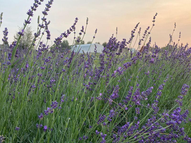 Dufur's Fragrant Enclave