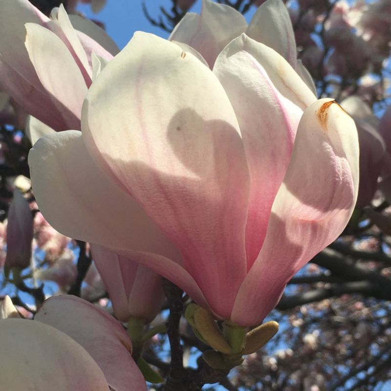 Marion's Magnolia Lane And Pumpkin Patches
