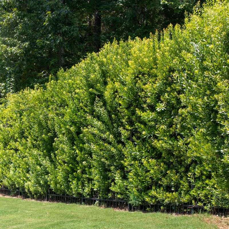 Property Line Definition Without Harsh Barriers