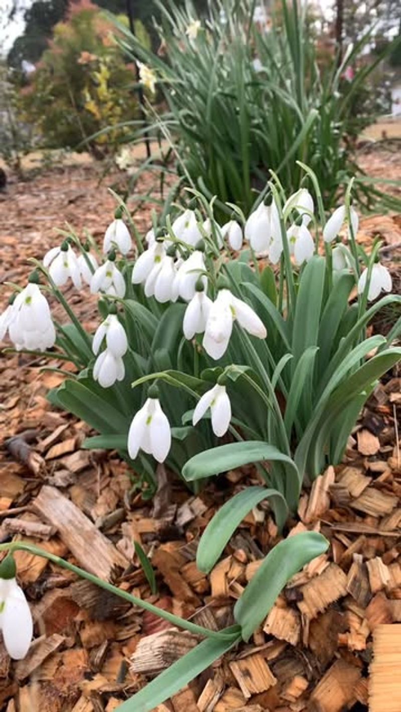 Snowdrops: Delicate Yet Tough