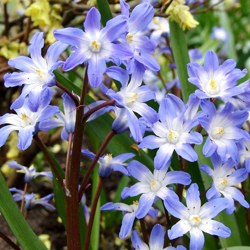 Chionodoxa