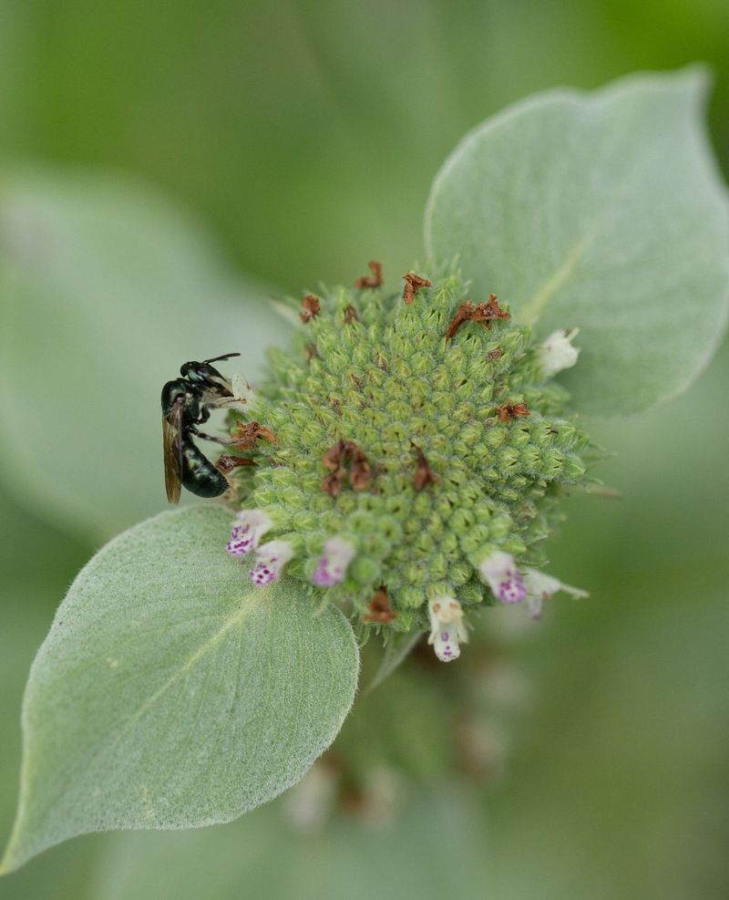 Cross-Pollination Problems