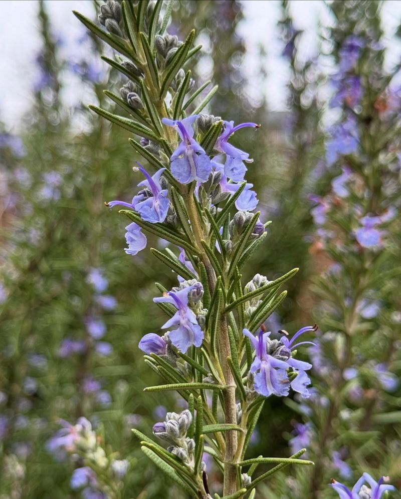 Rosemary: Herb With Benefits