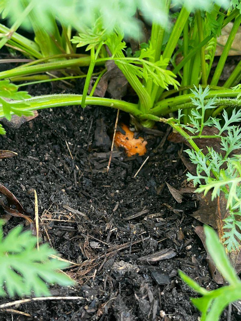 Reduced Watering Needs