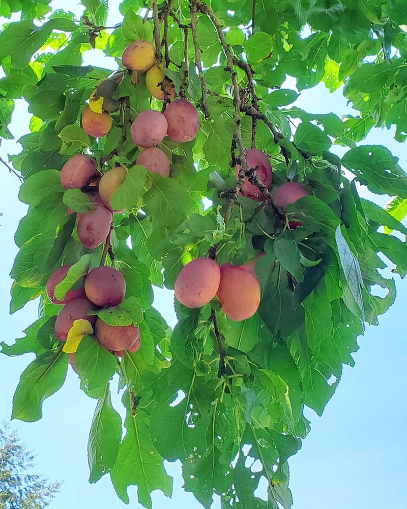Prolific Plums