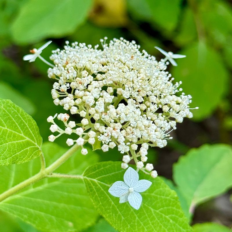Native Hydrangea Species Thrive Here