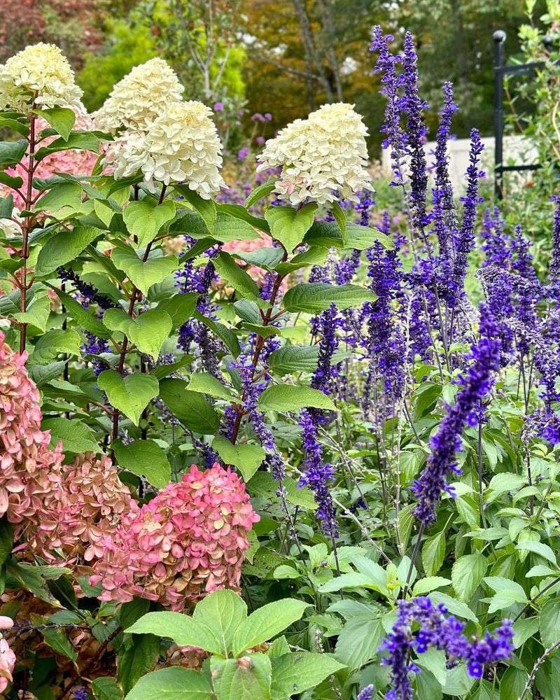 Companion Planting Strategy