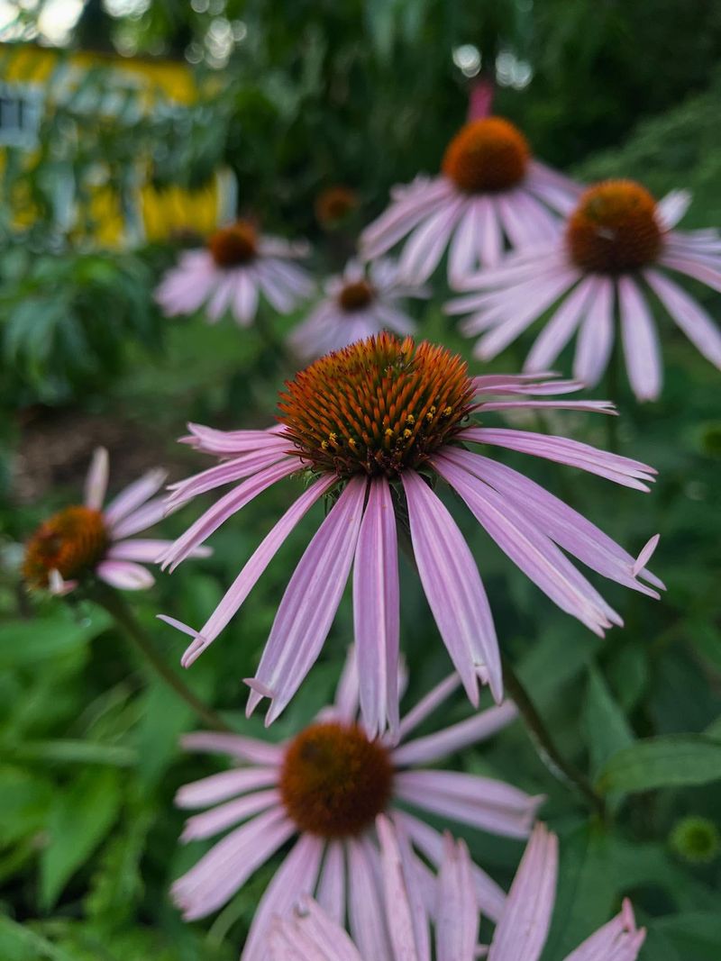 Echinacea: Medicine Garden Star
