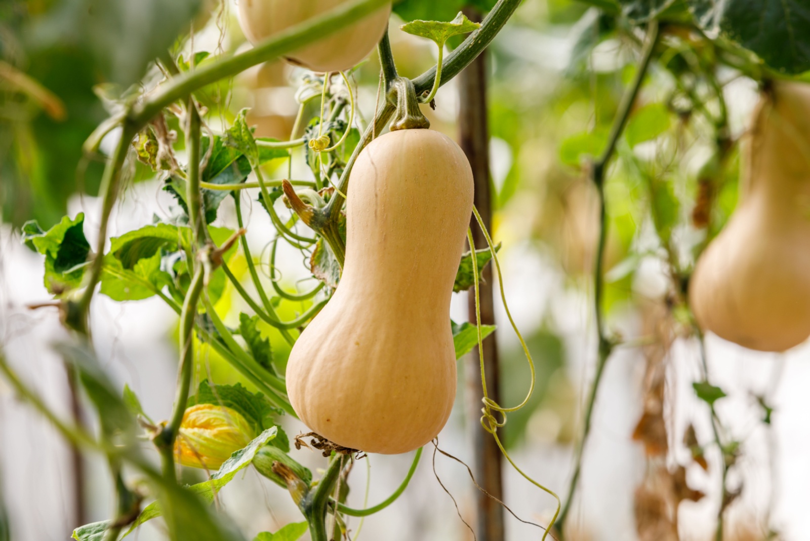 Winter Squash Varieties That Will Thrive In Wisconsin Gardens