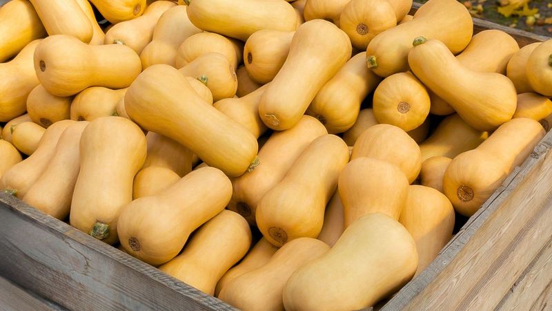 Butternut Squash
