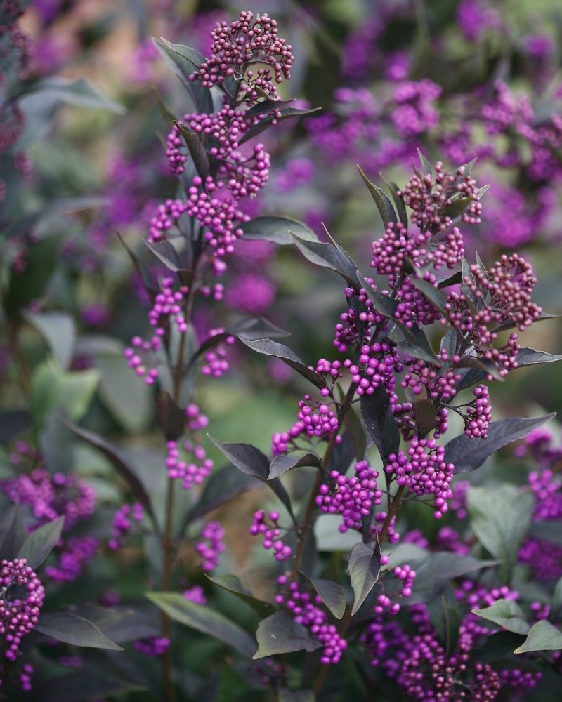 Beautyberry