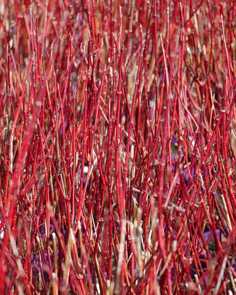 Red Twig Dogwood