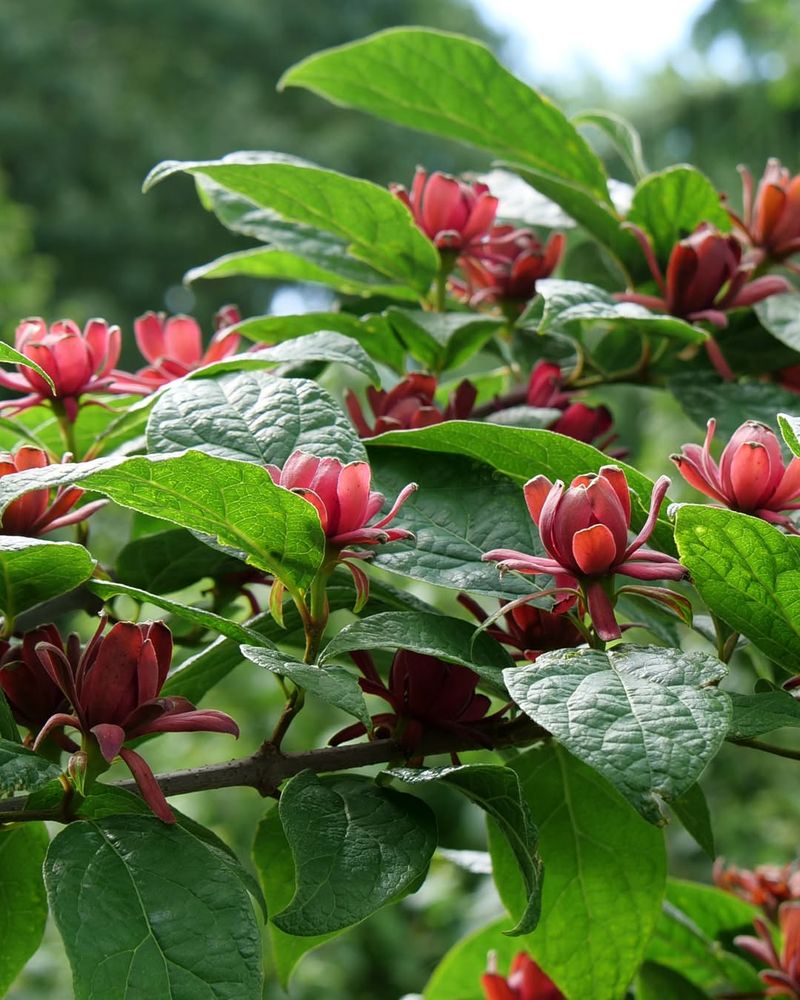 Sweetshrub