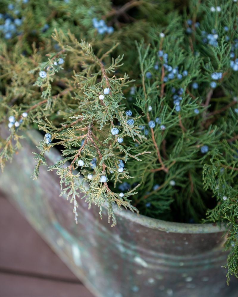 Juniper Berry