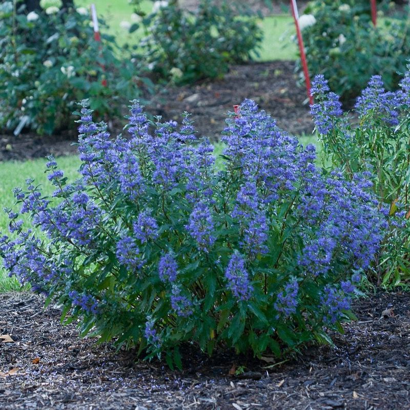 Caryopteris 'Blue Mist'