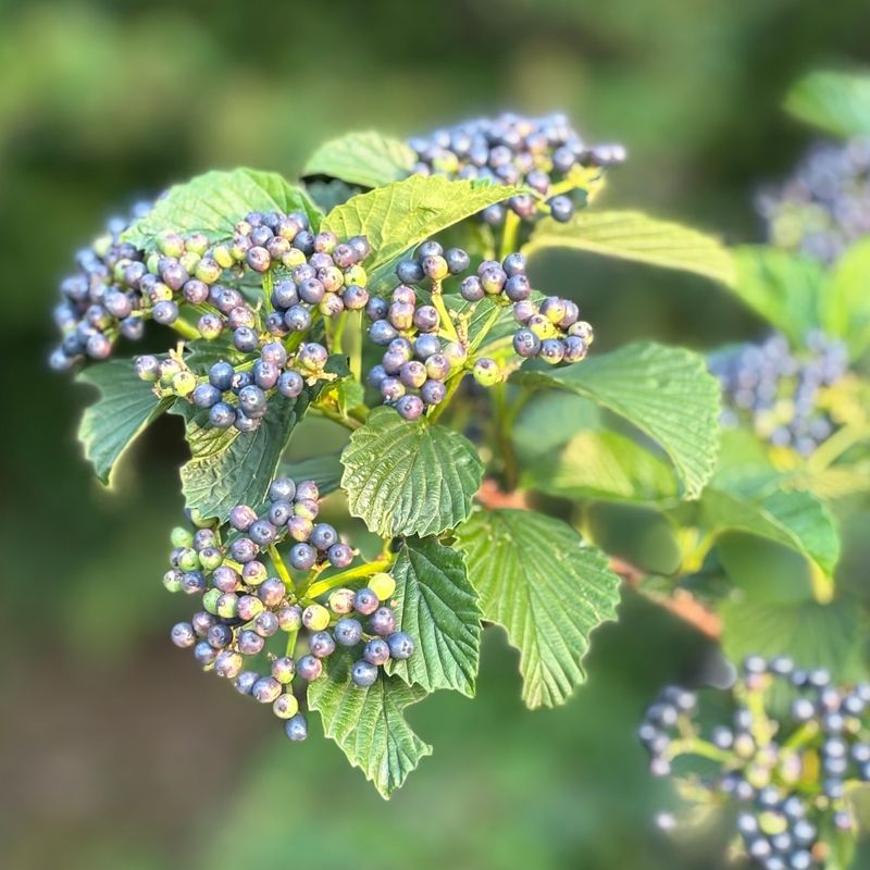 Arrowwood Viburnum