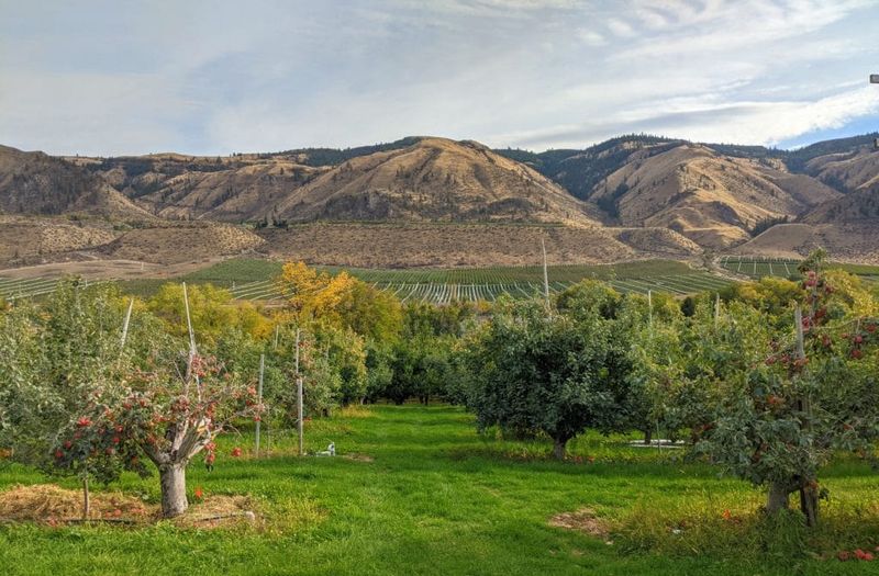 Chelan's Lakeside Orchard Walk