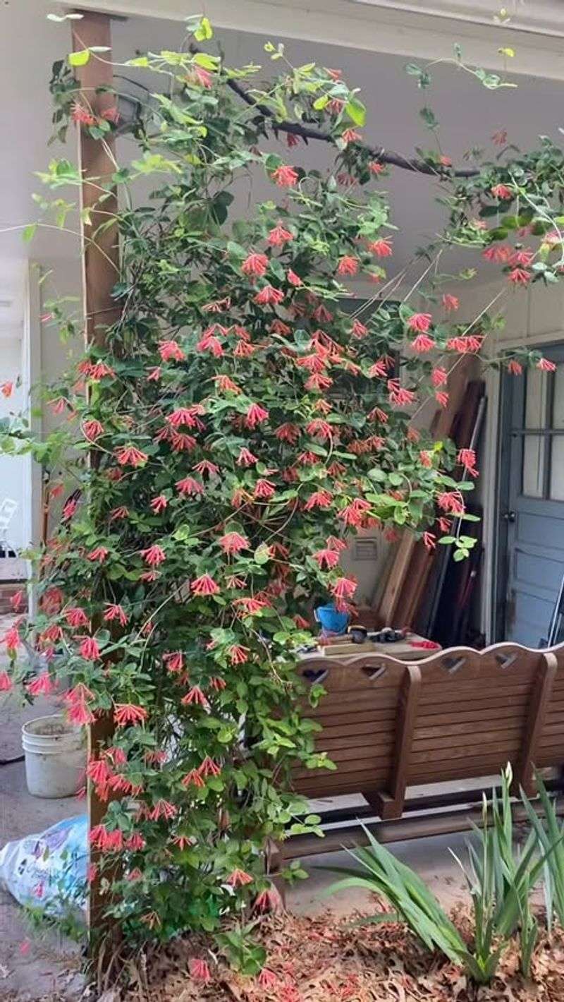 Honeysuckle