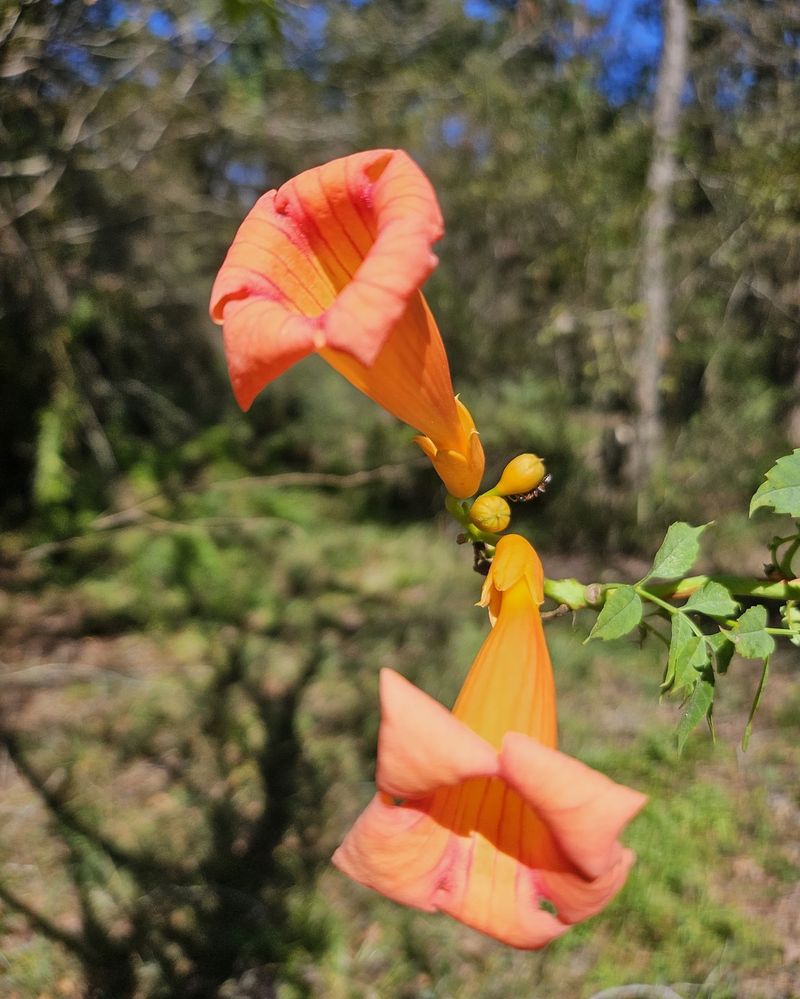 Trumpet Vine (Campsis radicans)