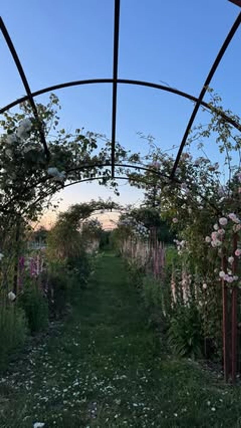 Climbing Roses